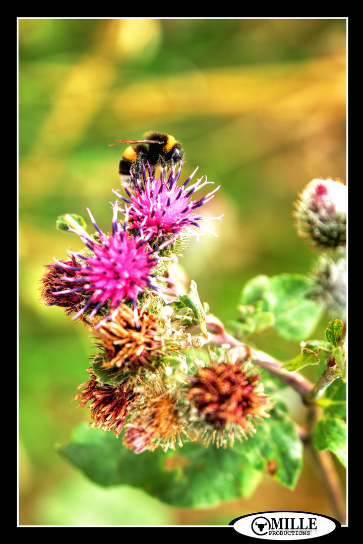 HUMMEL