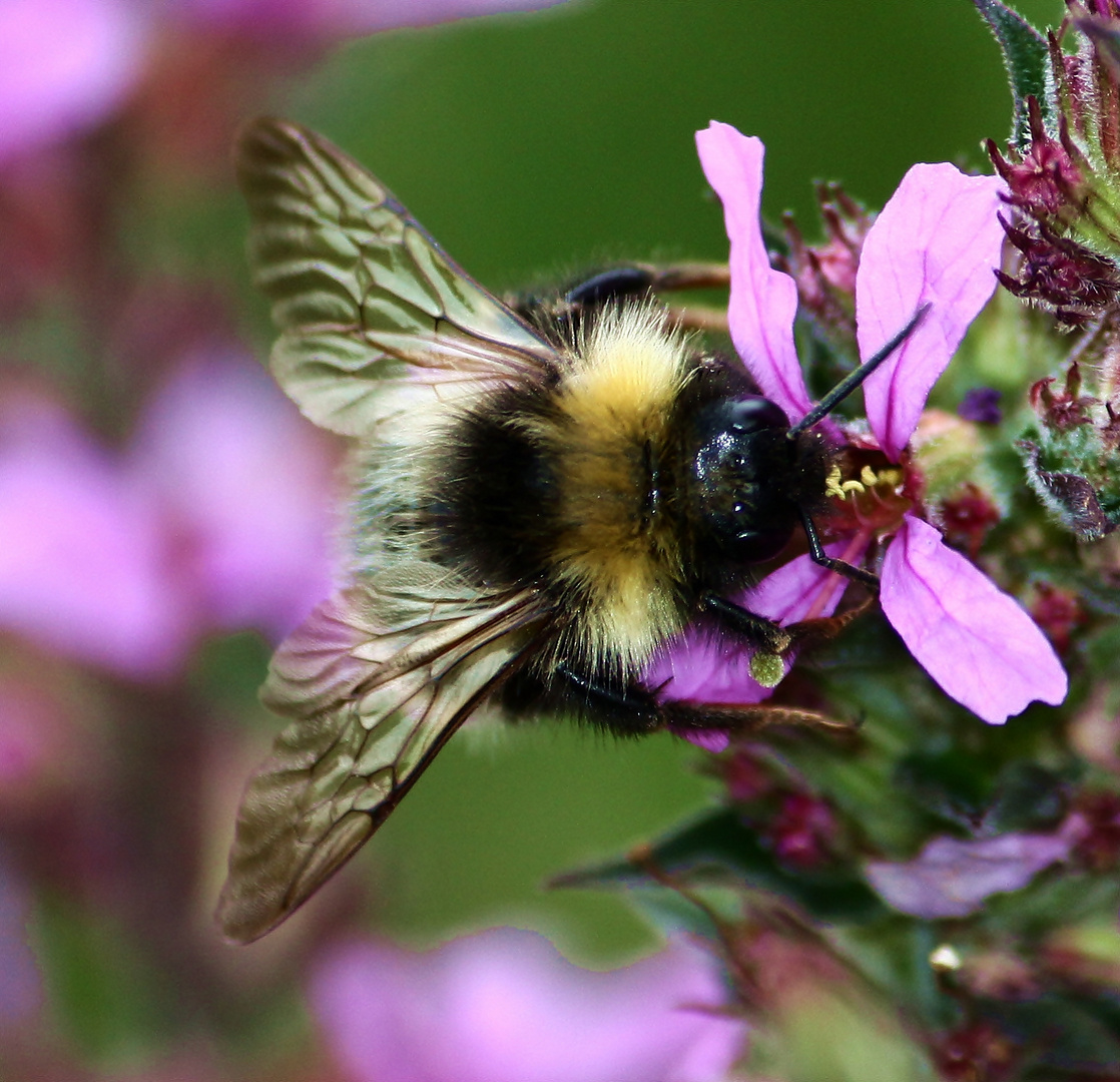 Hummel