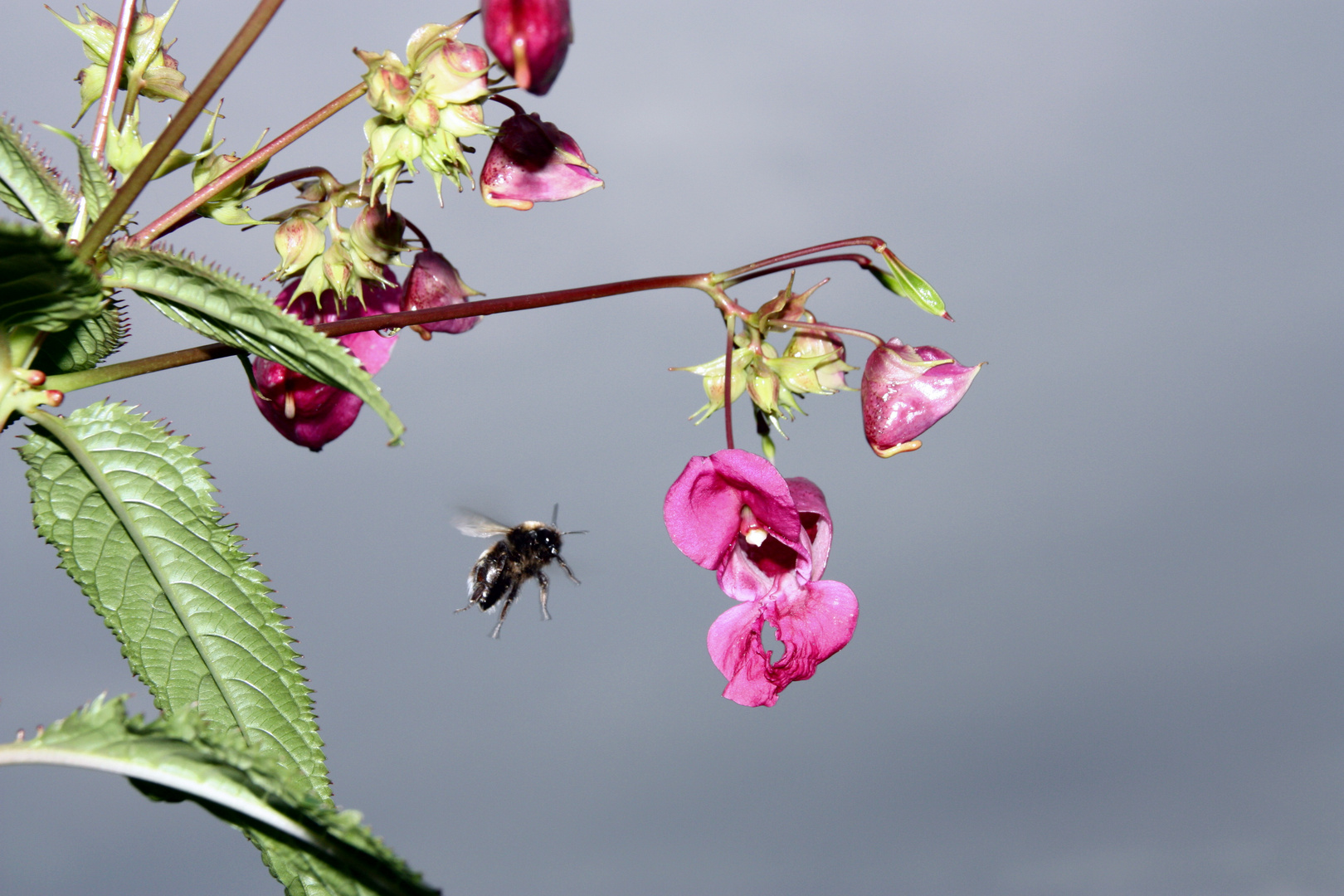 Hummel