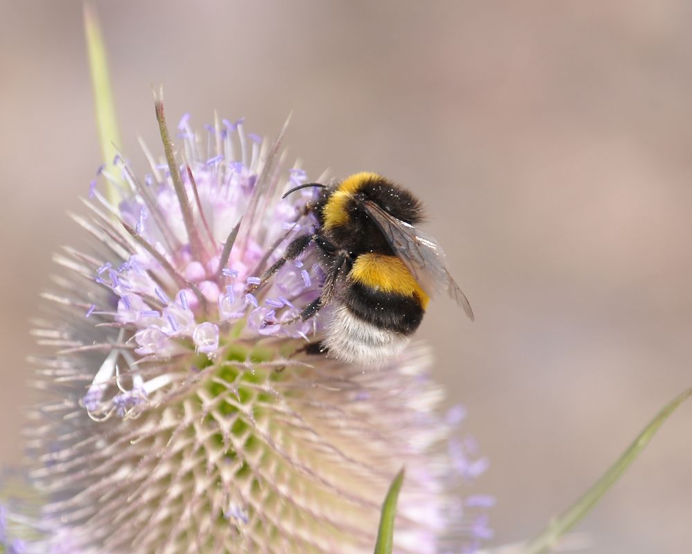 Hummel