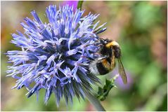 Hummel