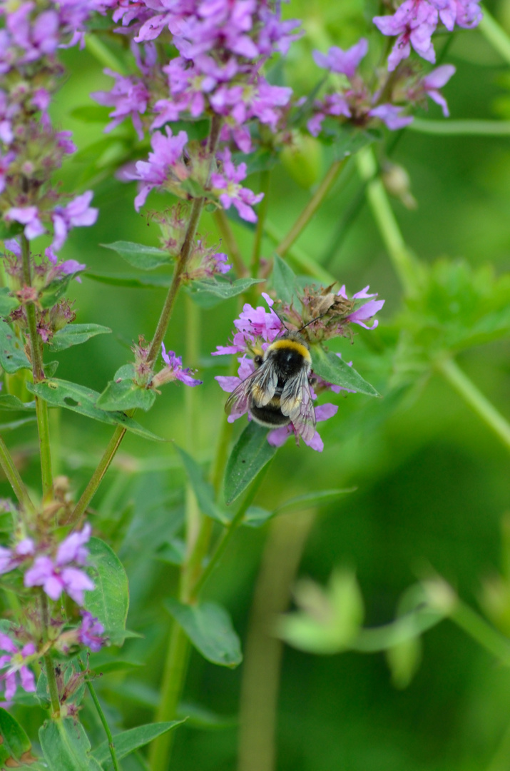 Hummel 1