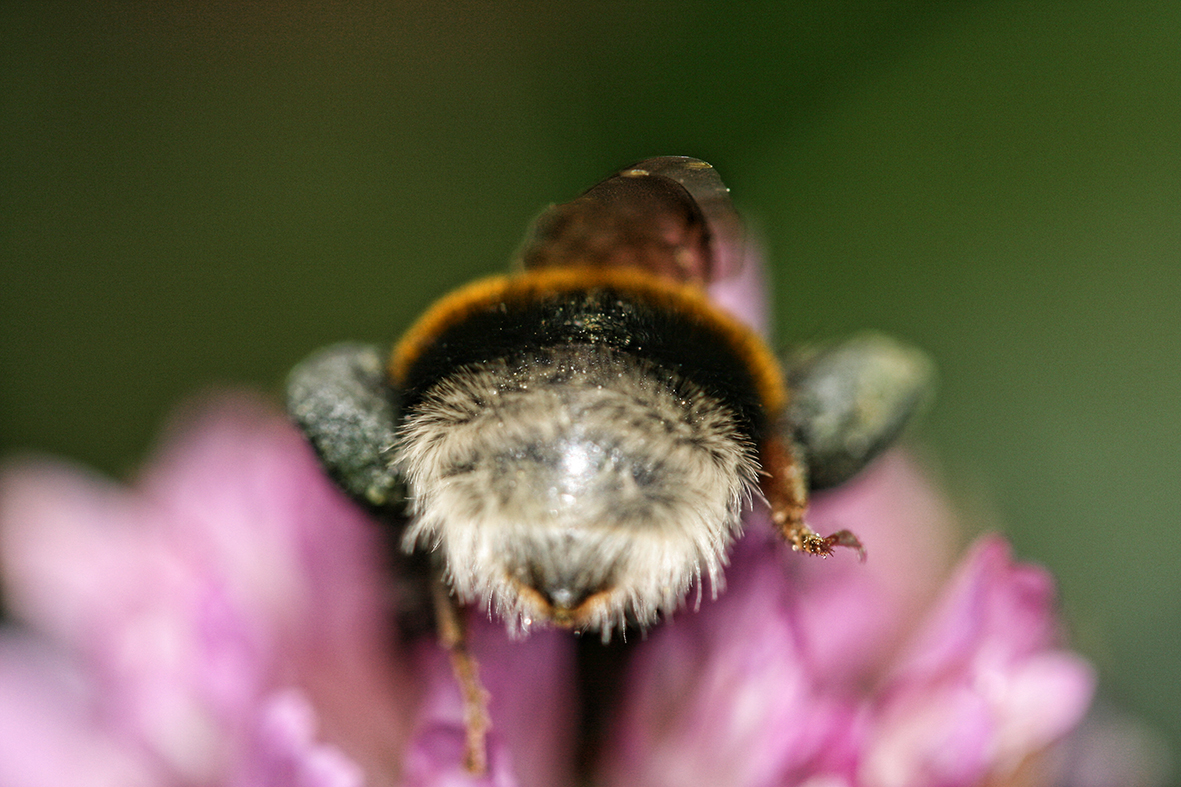 Hummel 1