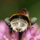 Hummel 1