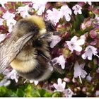 Hummel 1