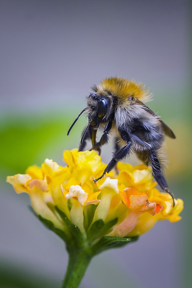 Hummel 1