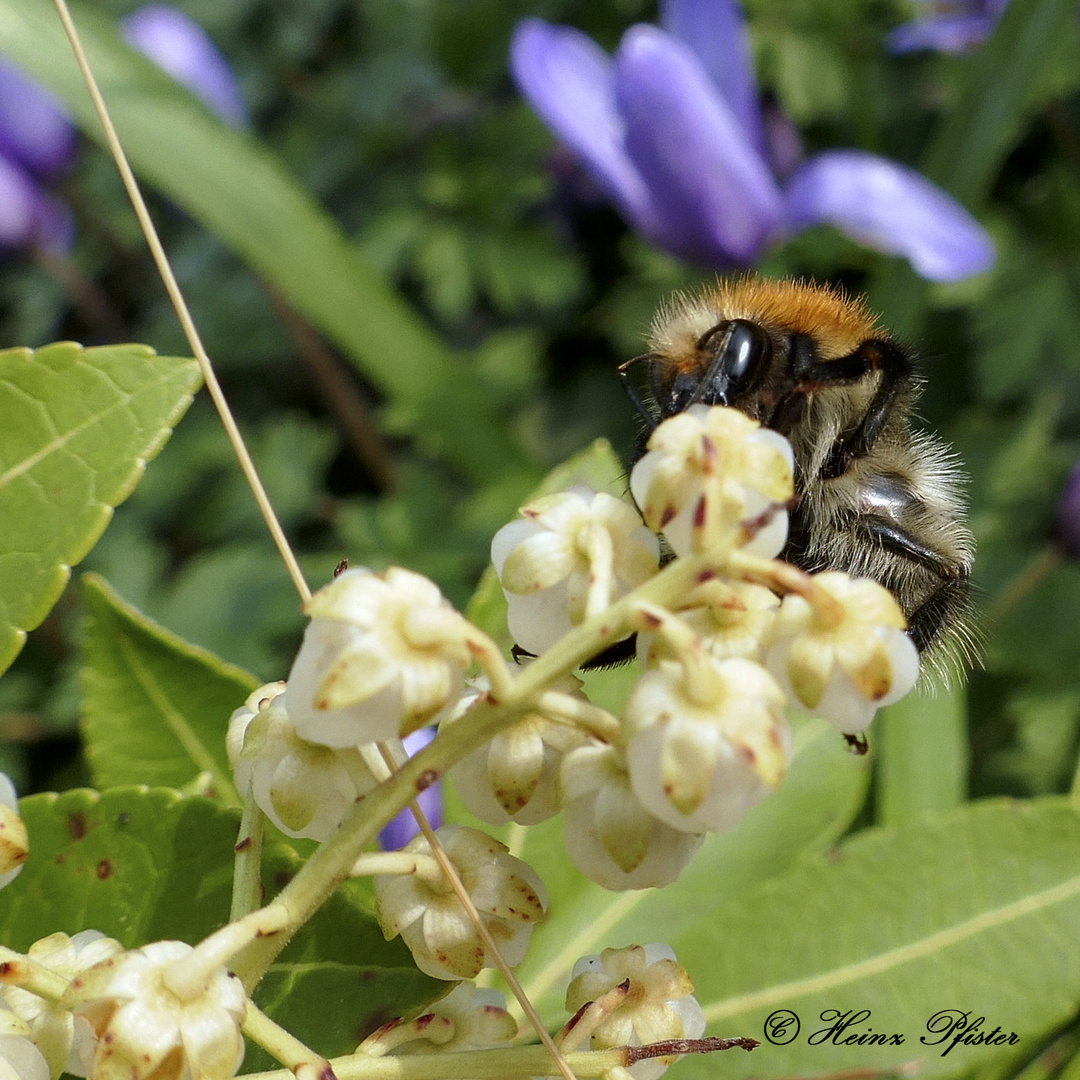 Hummel 1