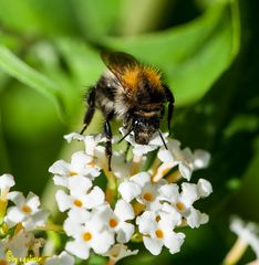 Hummel 1