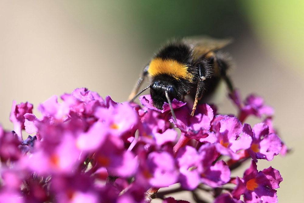 *Hummel* 10072014