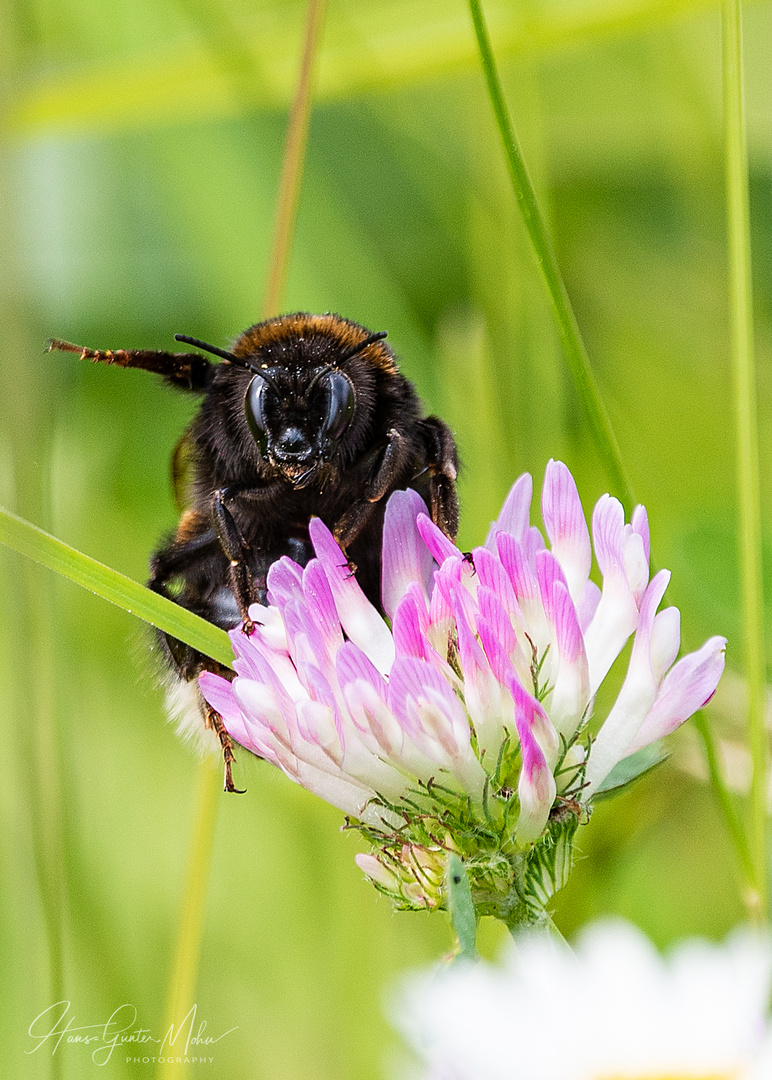 Hummel