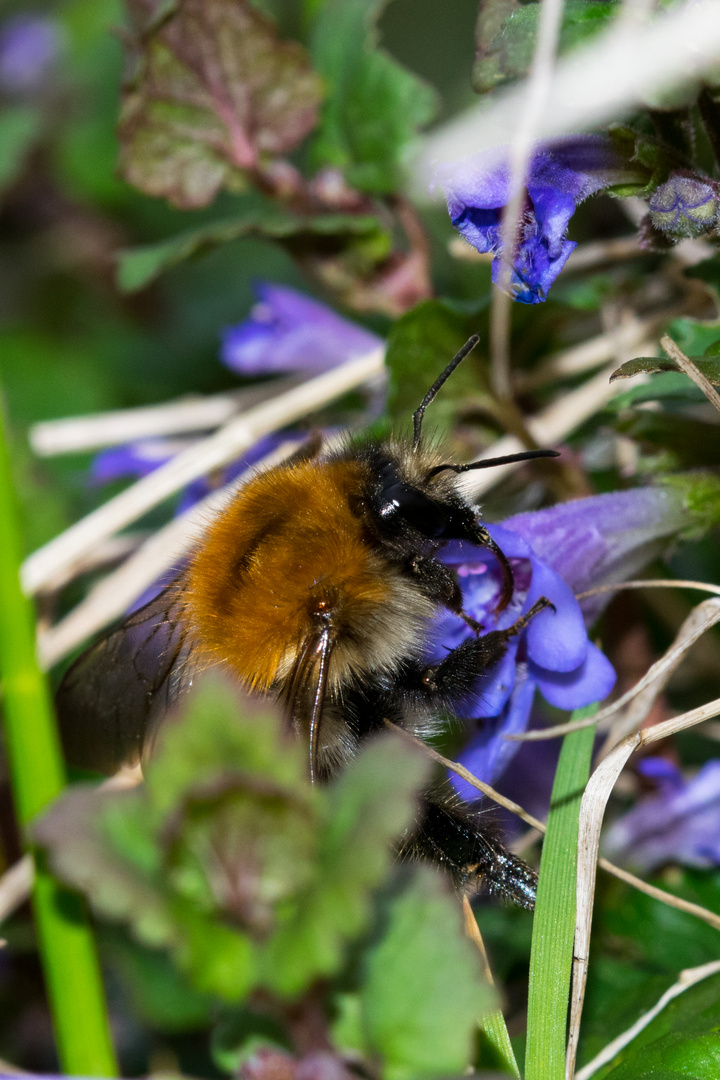 Hummel