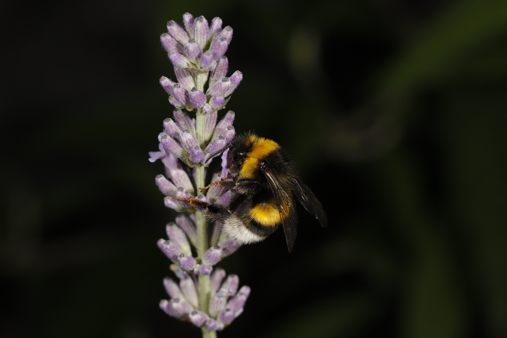 Hummel 120821_MG_0241