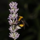 Hummel 120821_MG_0241