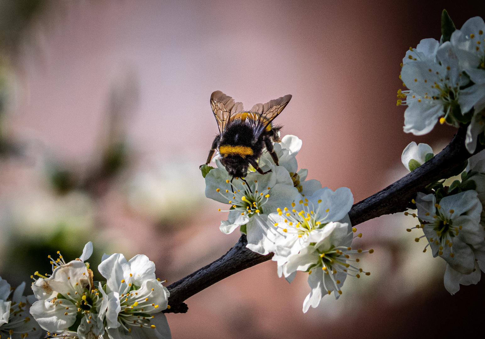 Hummel