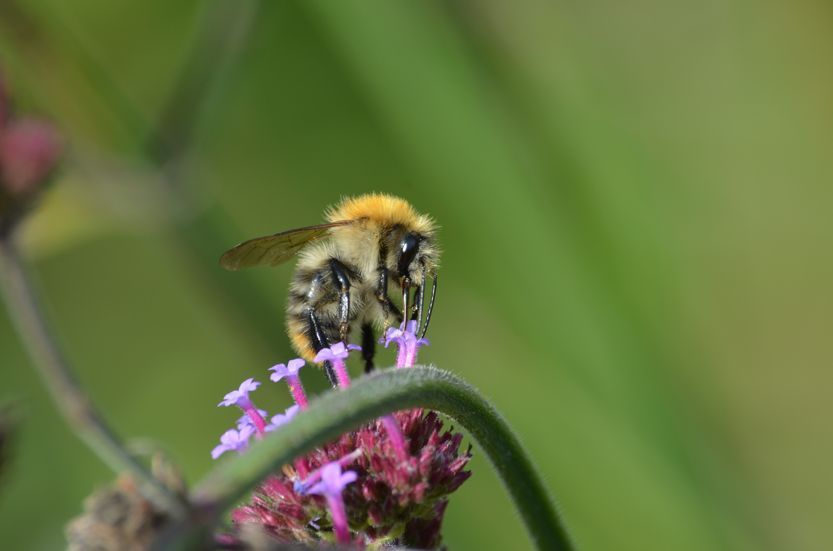 Hummel