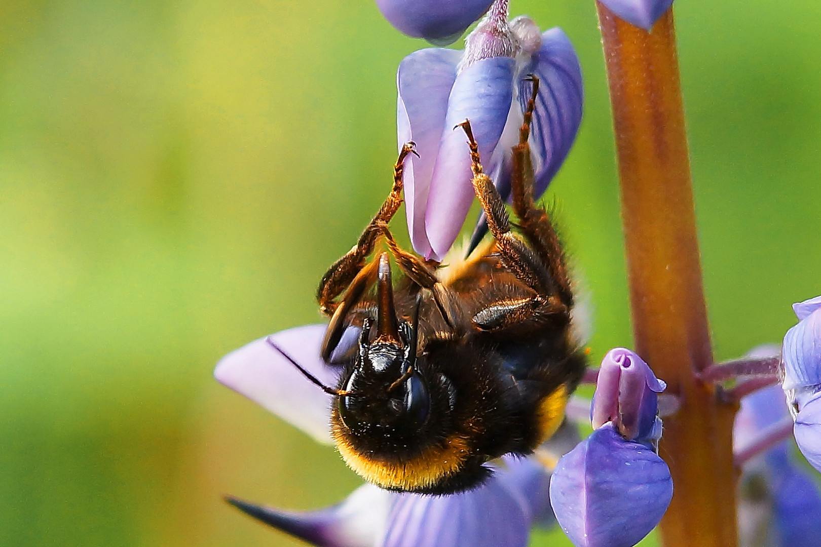 Hummel.