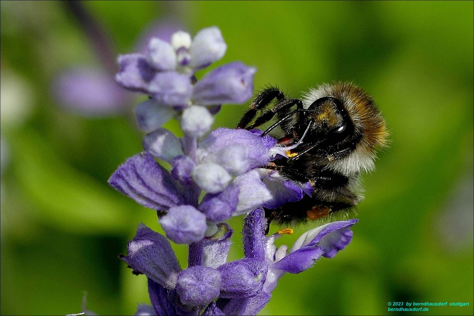 Hummel