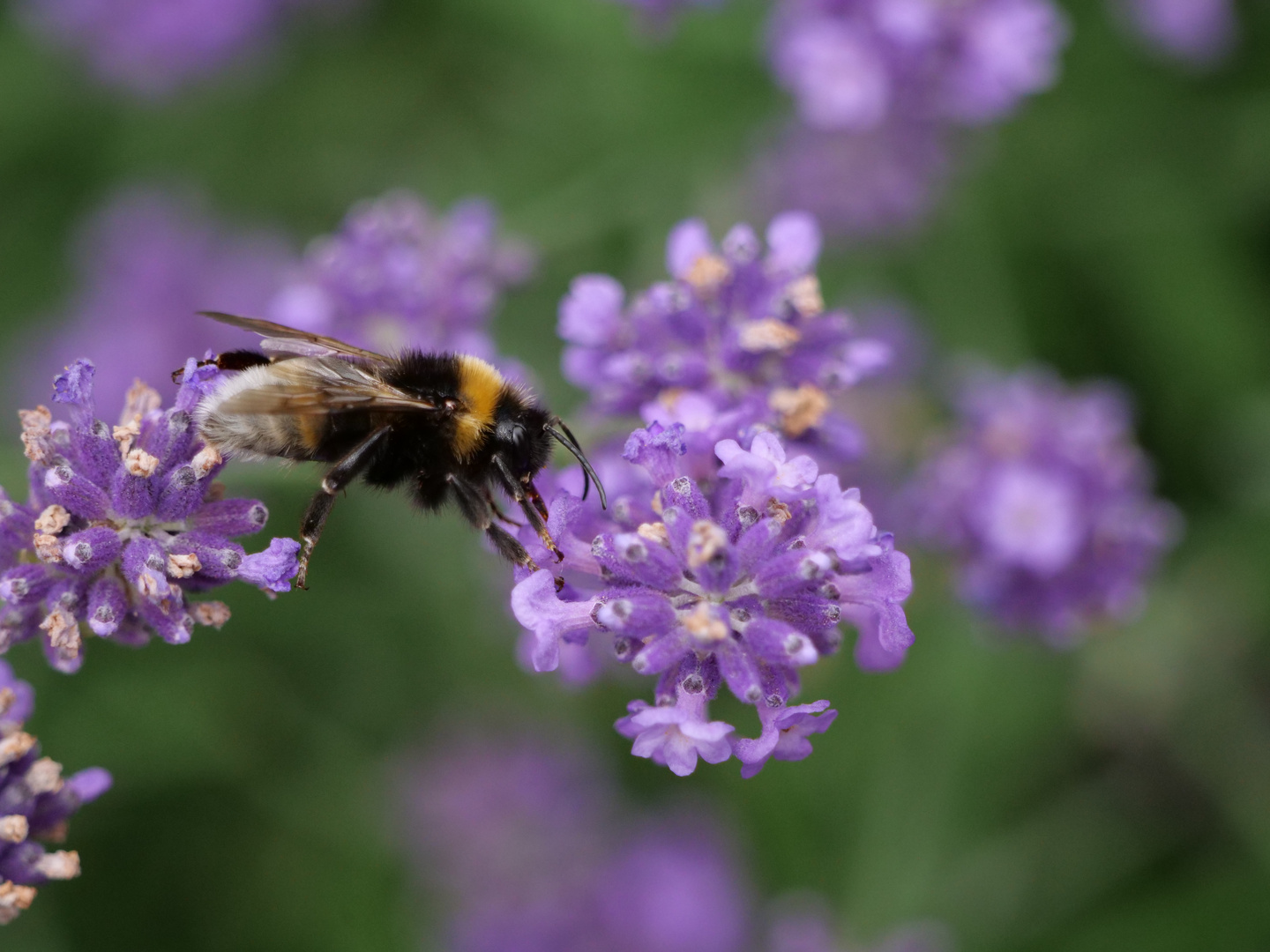 Hummel 2 - Balancekünstler