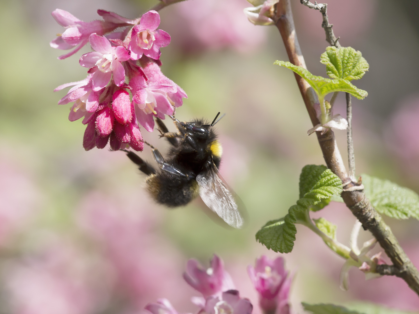 Hummel 2