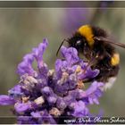 Hummel