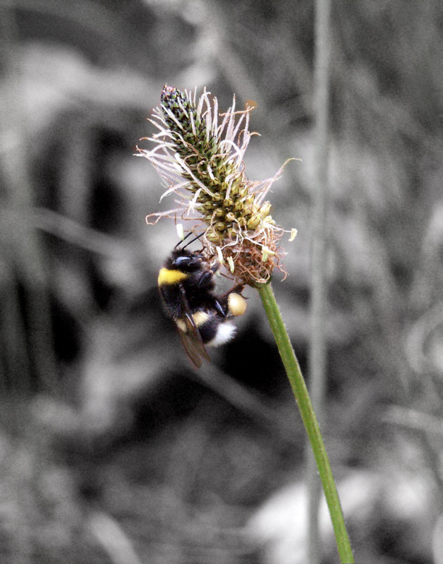 Hummel