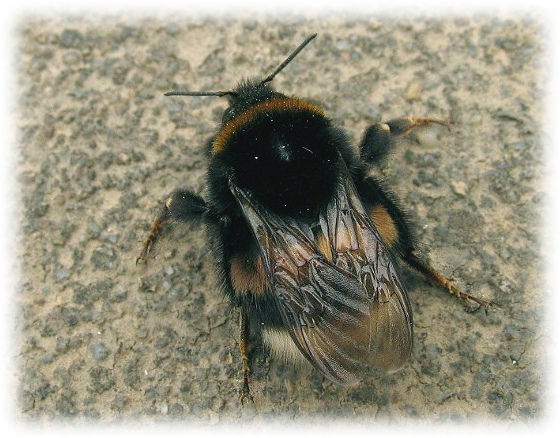 Hummel