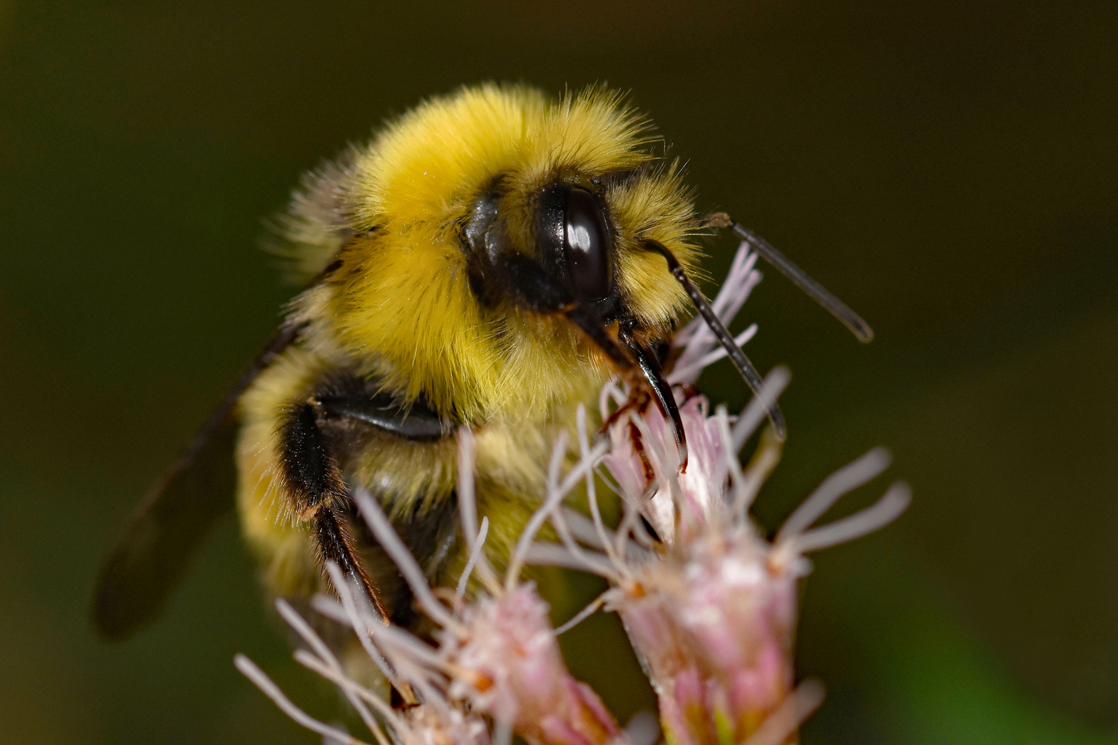 Hummel