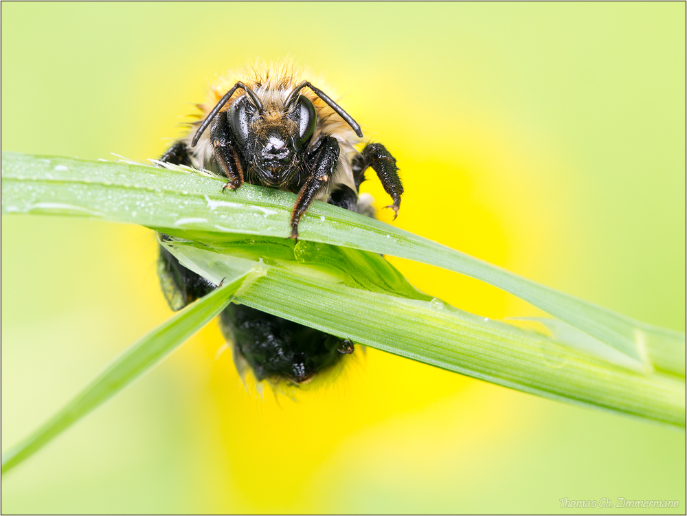 Hummel