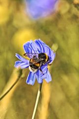 Hummel