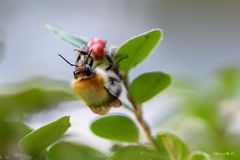 Hummel