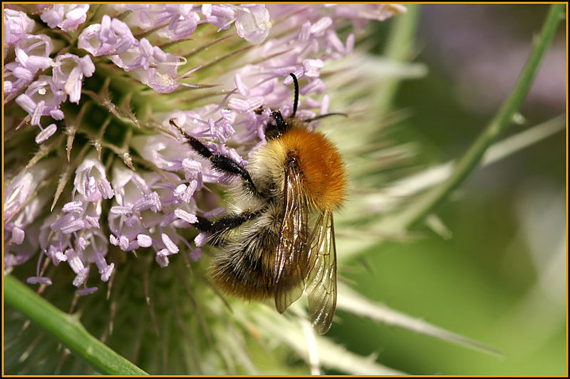 Hummel