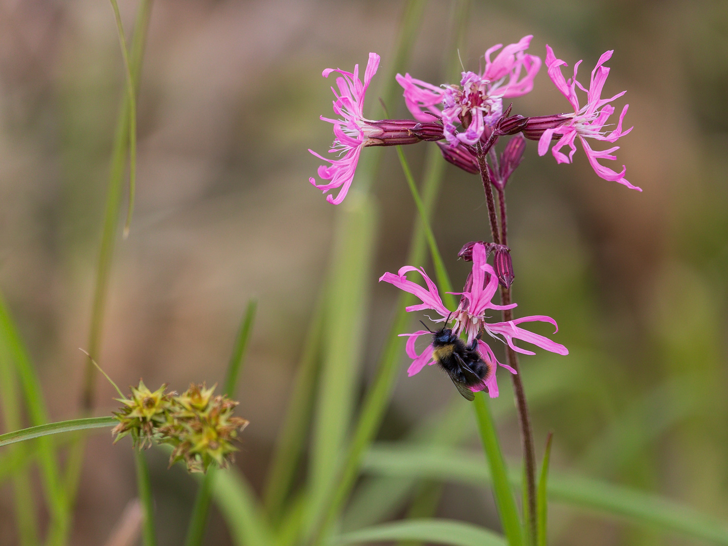 Hummel-3255