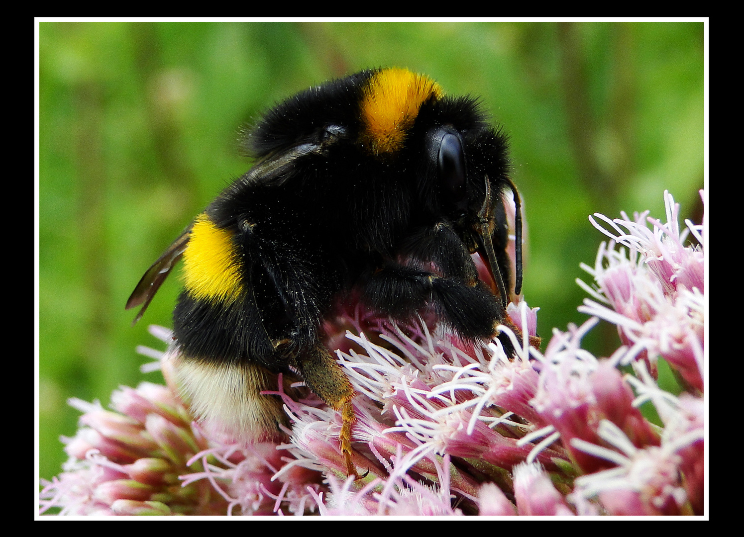 Hummel