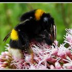 Hummel