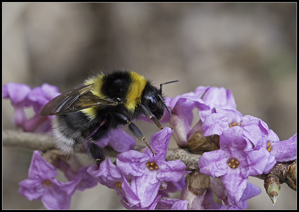 Hummel ...