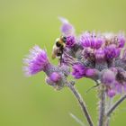 Hummel