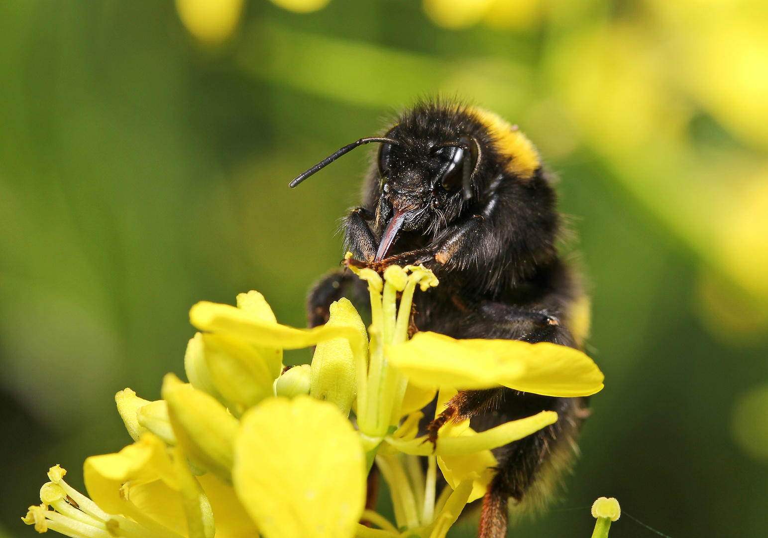 Hummel