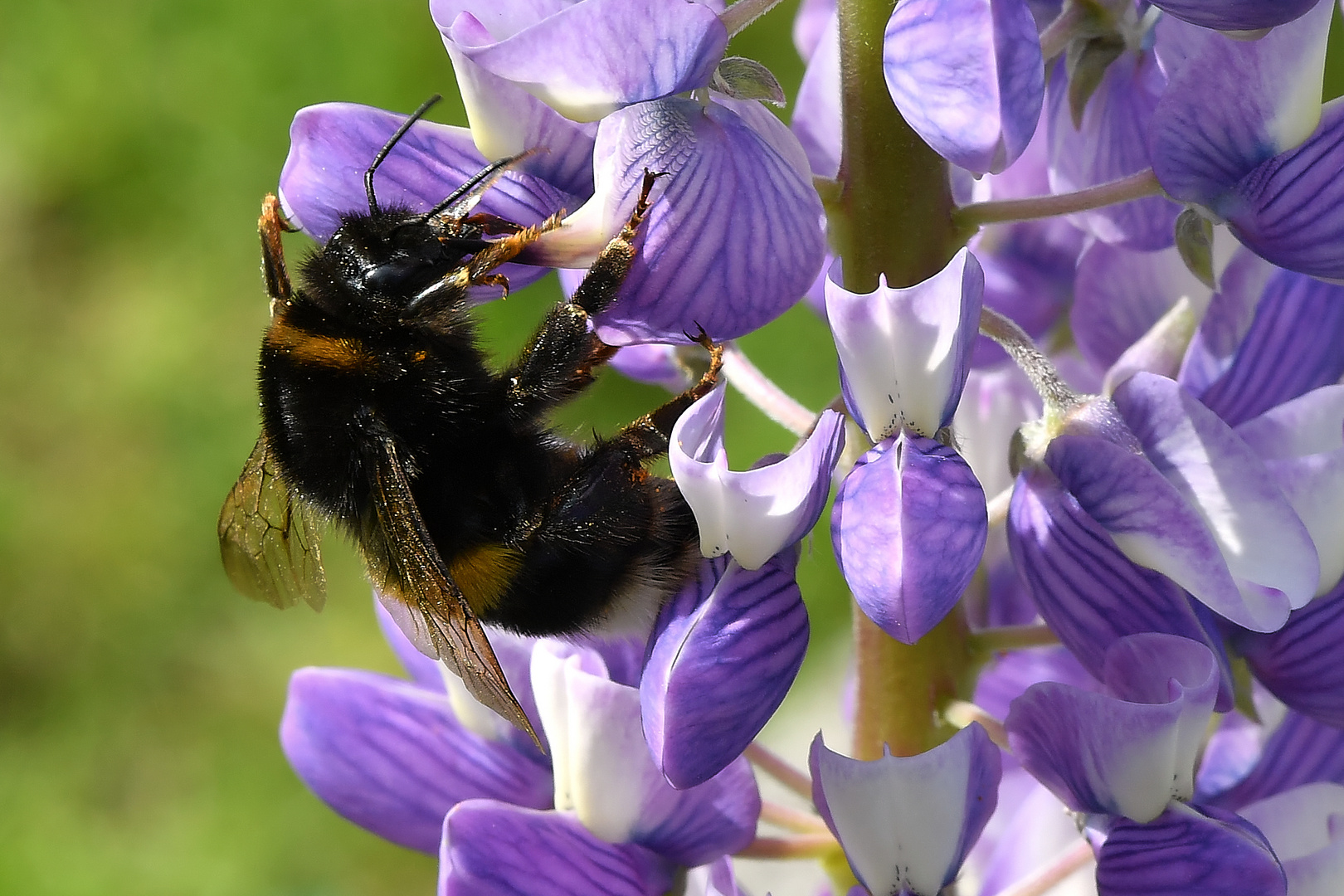 Hummel 