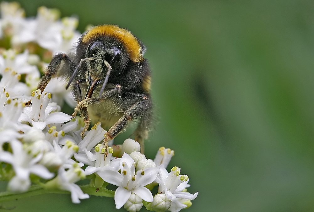 hummel