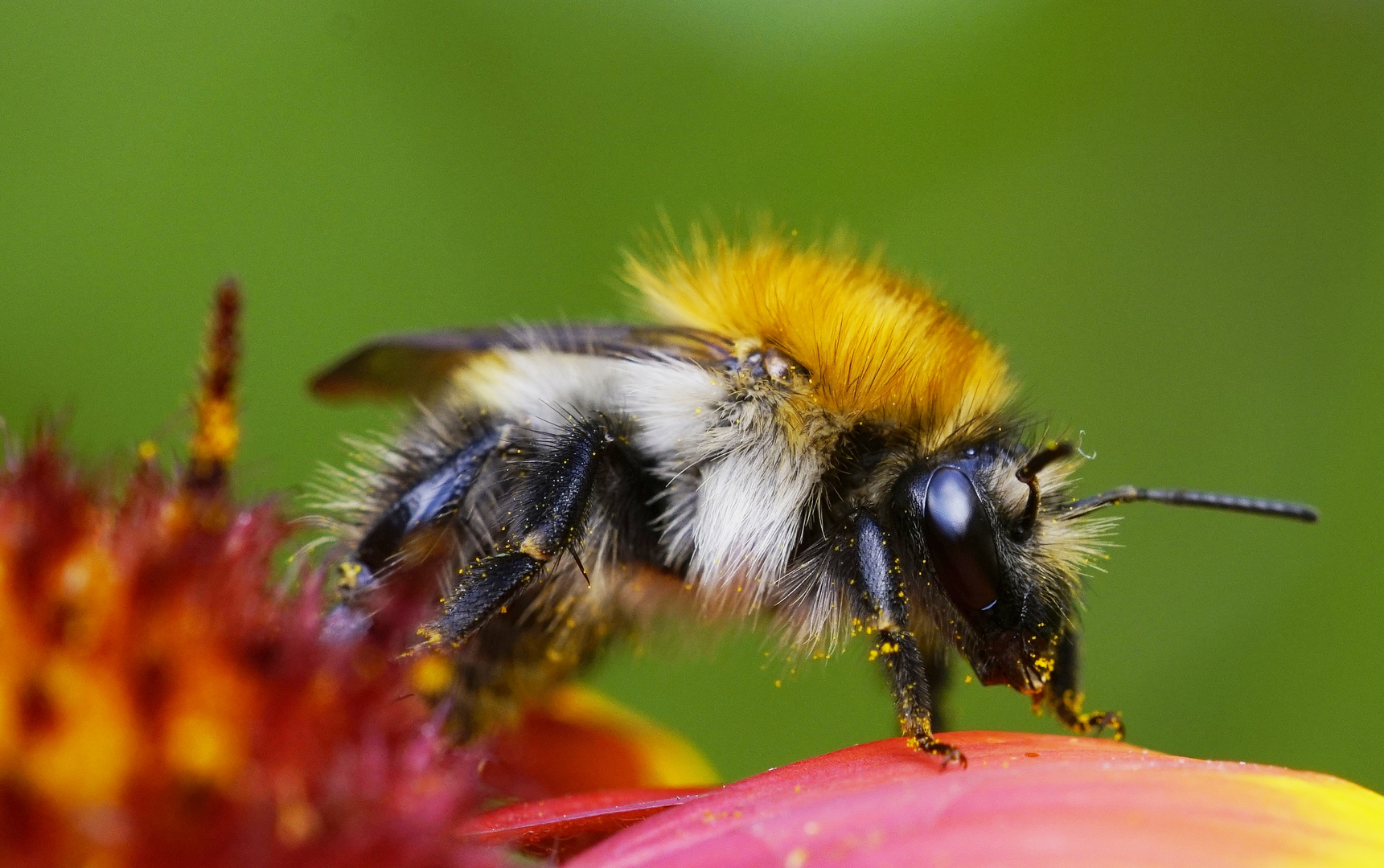 hummel messmer 23 sneaker