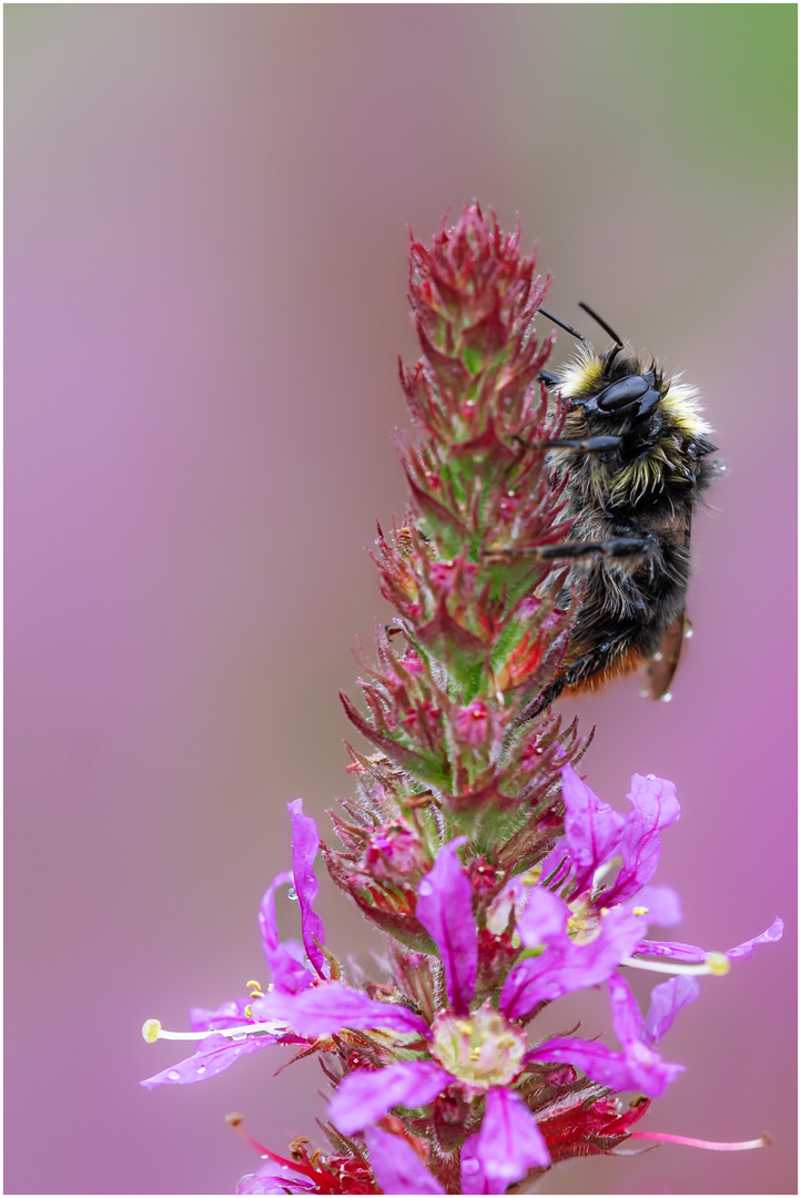 Hummel...