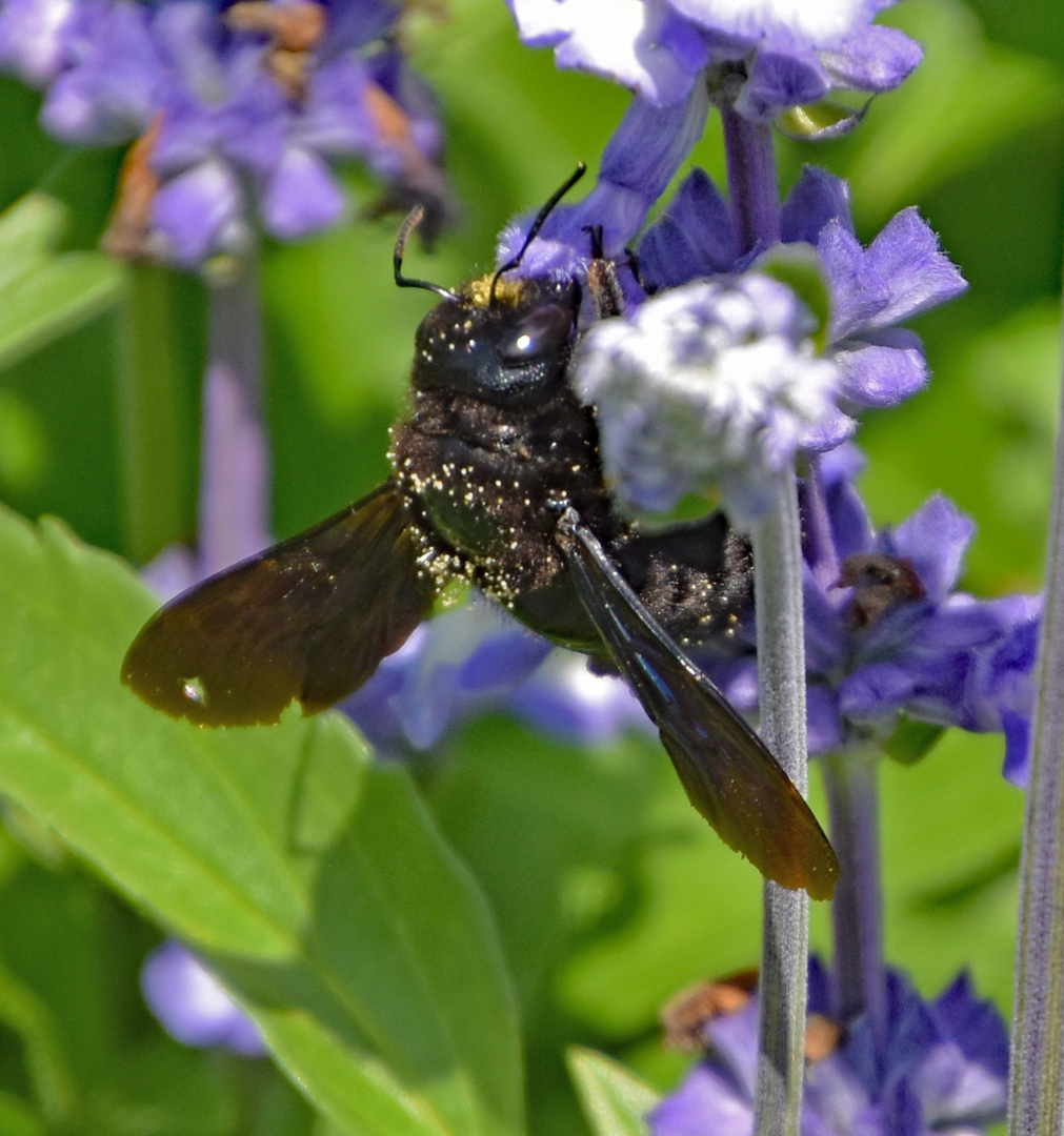 Hummel