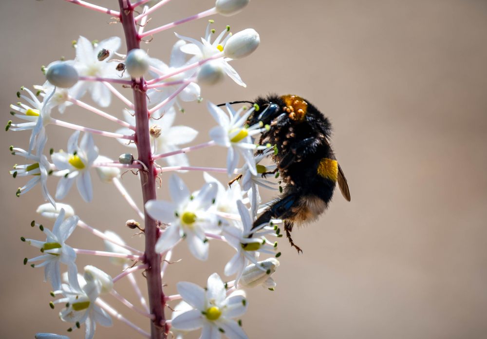 Hummel