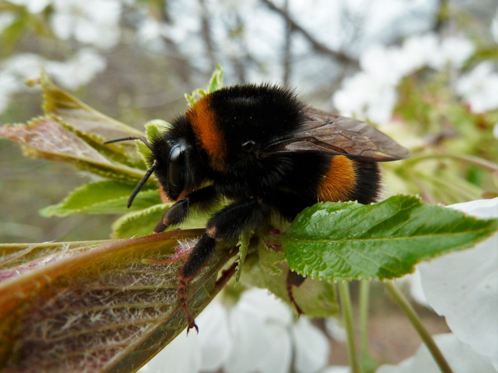 Hummel Foto & Bild  tiere, natur Bilder auf fotocommunity