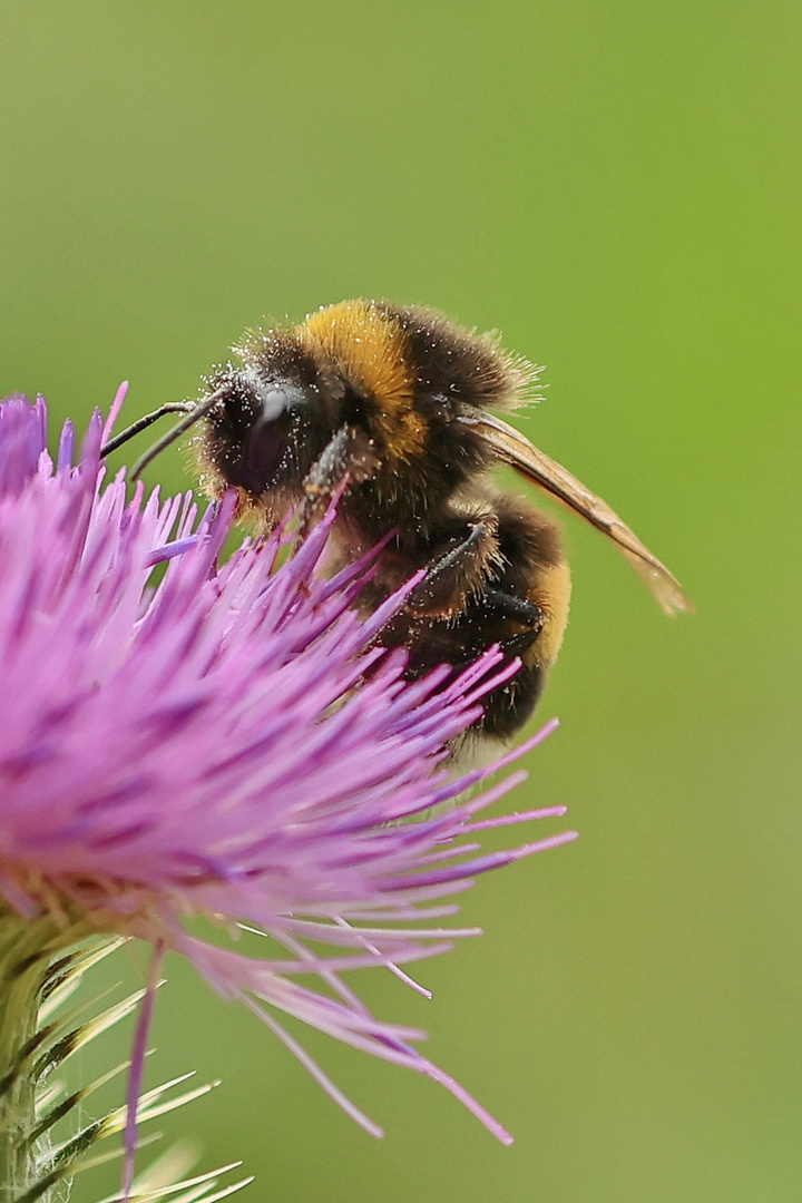 Hummel