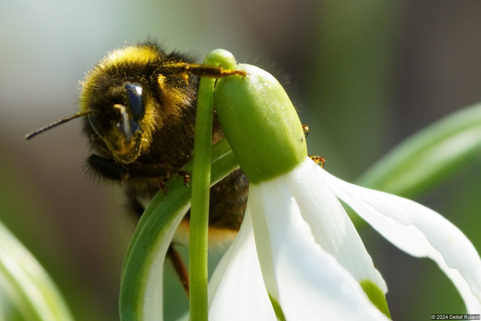 Hummel