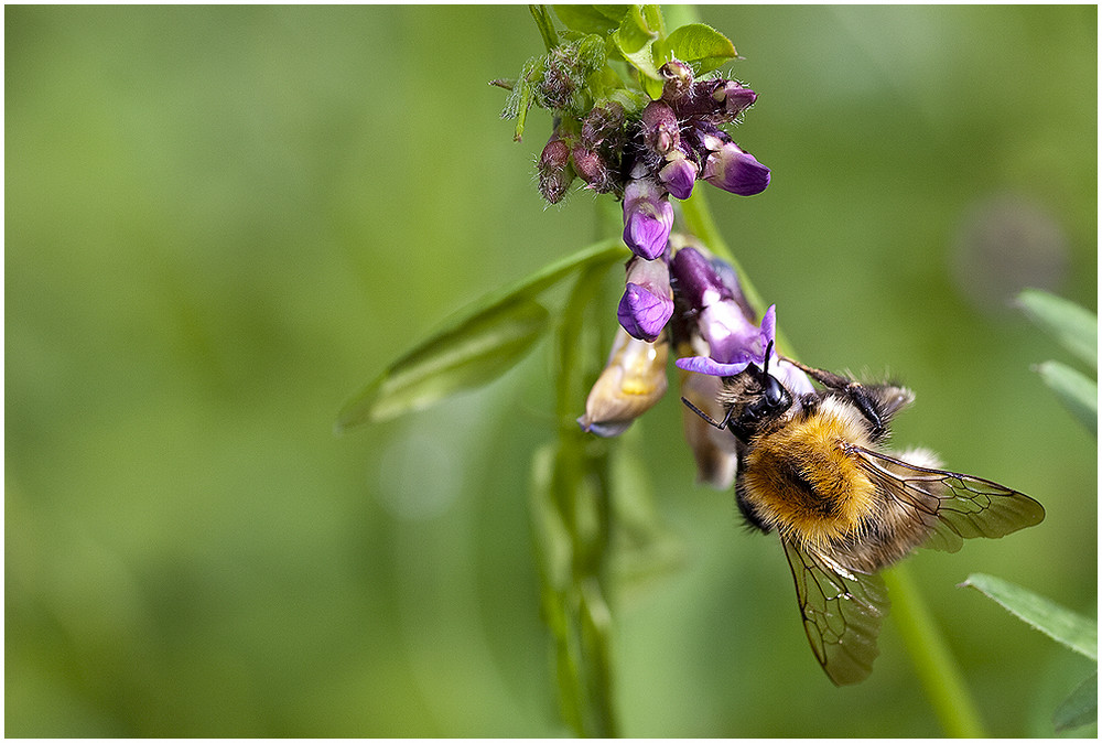 Hummel