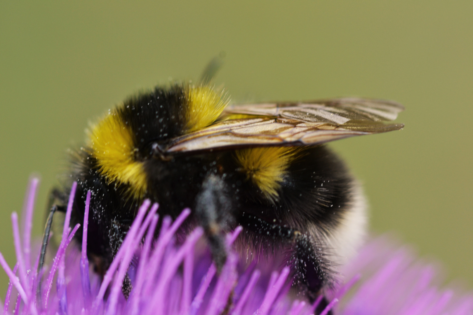 hummel messmer 23 sneaker