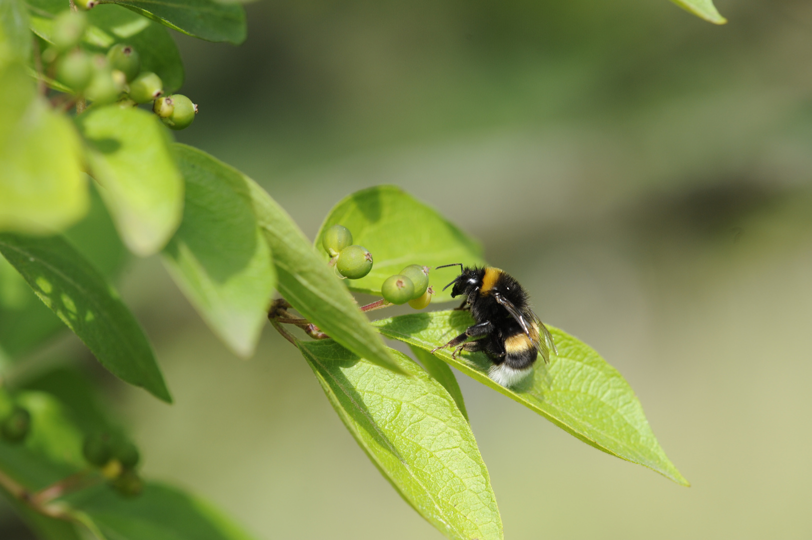 Hummel