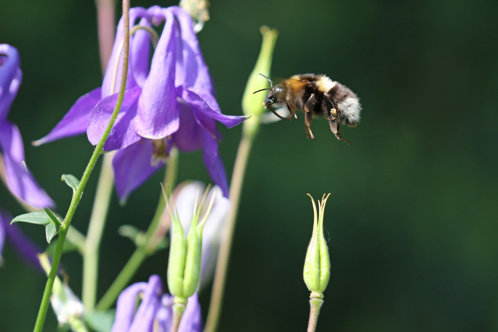 Hummel 